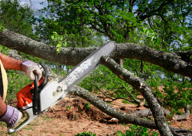 Best Professional Tree Care  in North Bonneville, WA